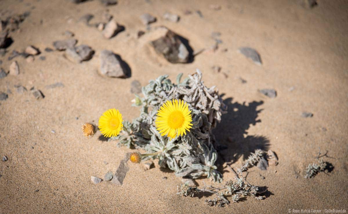 Im Naturpark Los Ajaches finden sich in Strandnähe diese hübschen Gewächse