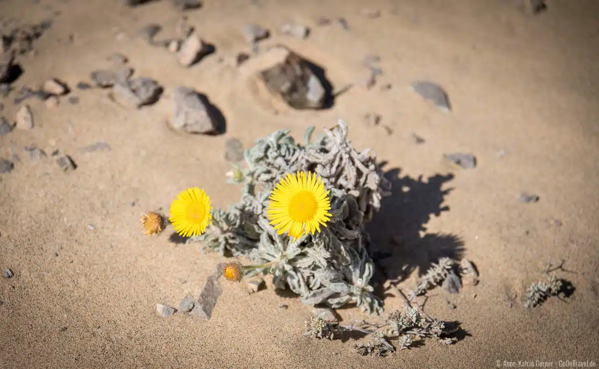 Im Naturpark Los Ajaches finden sich in Strandnähe diese hübschen Gewächse Im Naturpark Los Ajaches finden sich in Strandnähe diese hübschen Gewächse