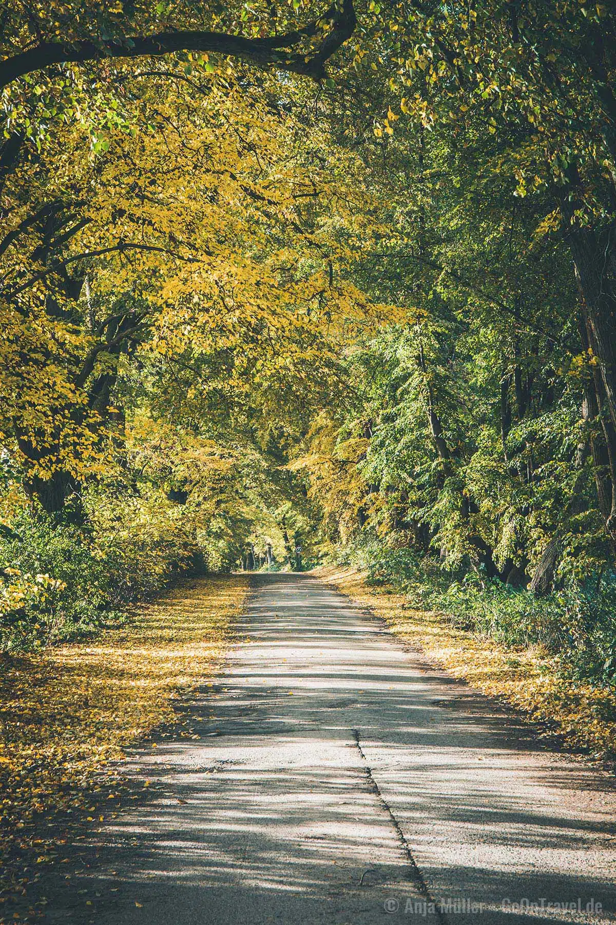 Allee in Polen im Herbst Allee in Polen im Herbst