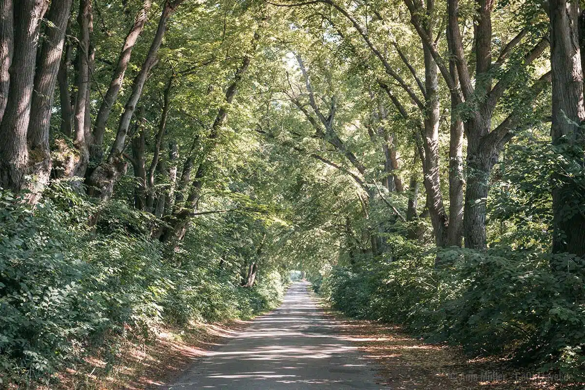 Allee in Polen im Sommer Allee in Polen im Sommer