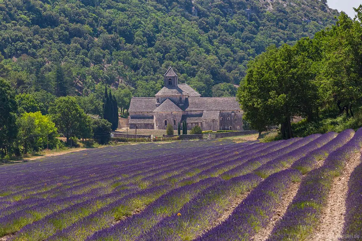 Lavendelfeld vor der Abbaye Notre-Dame de Sénanque