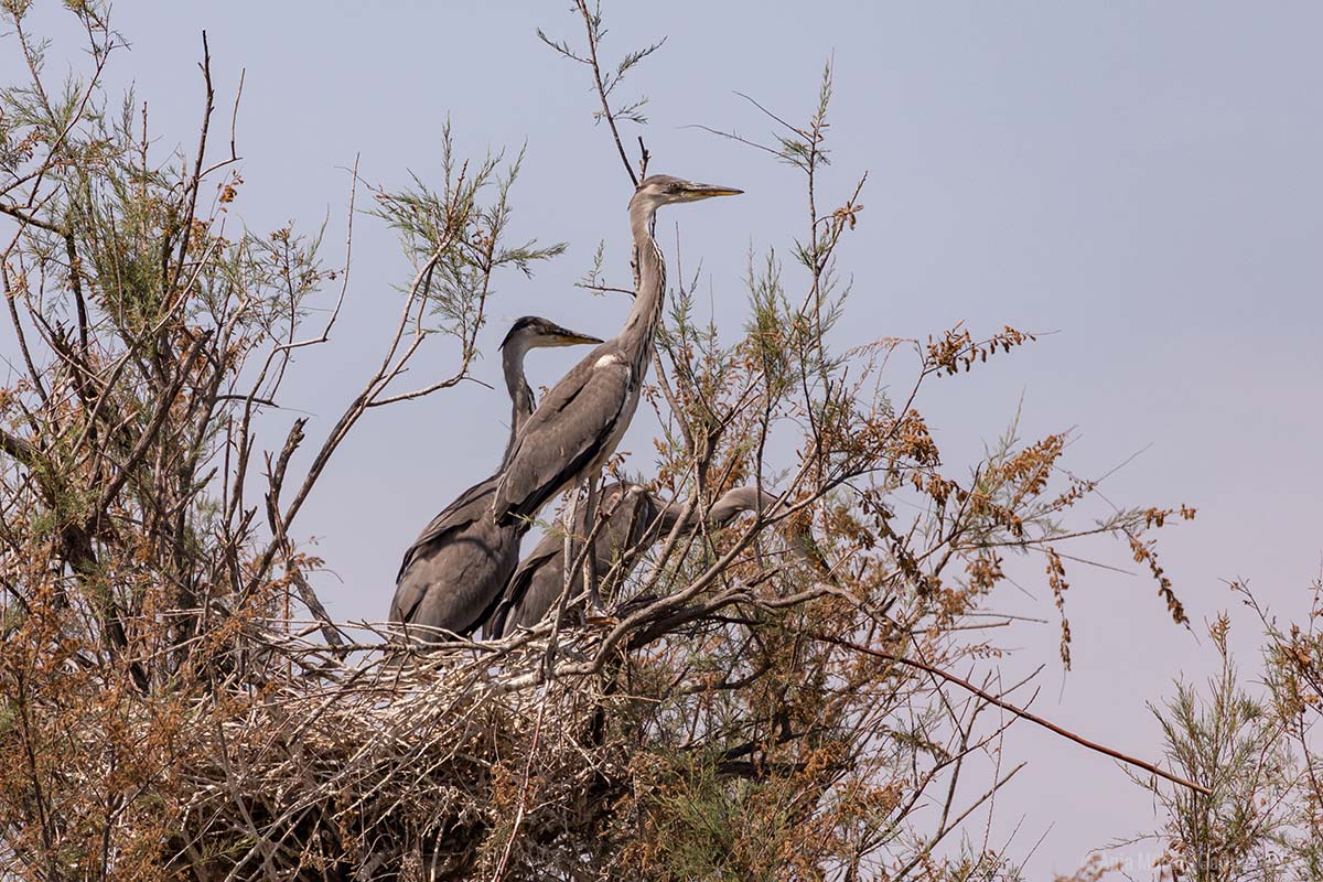 Fischreiher in einem Nest