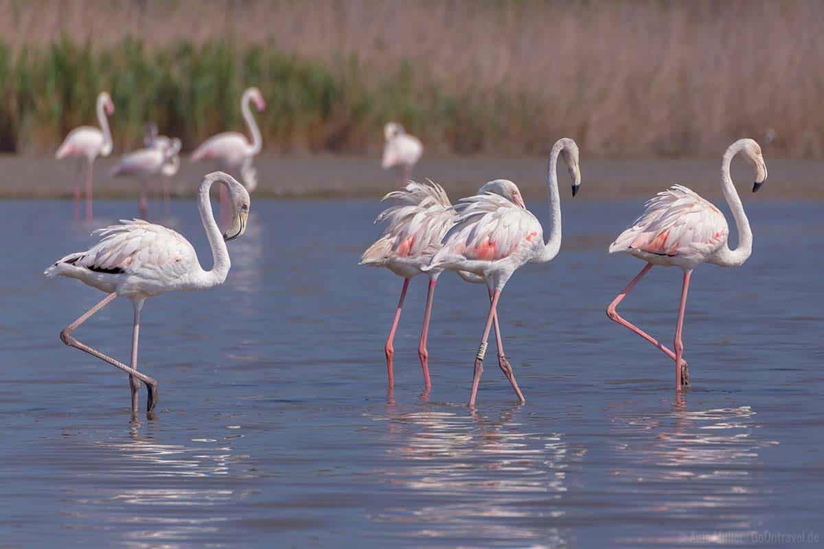 Provence Flamingos Camargue_Frankreich