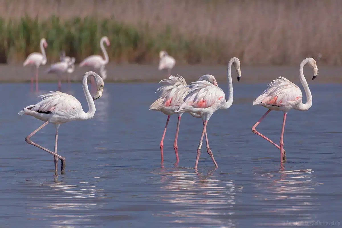Flamingos in der Provence Flamingos in der Provence