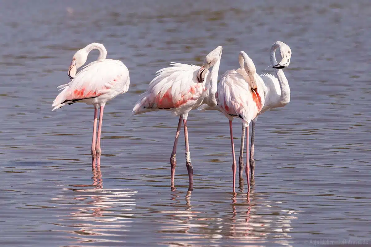 Flamingos im Ornithological Park of Pont de Gau von Camargue Flamingos im Ornithological Park of Pont de Gau von Camargue