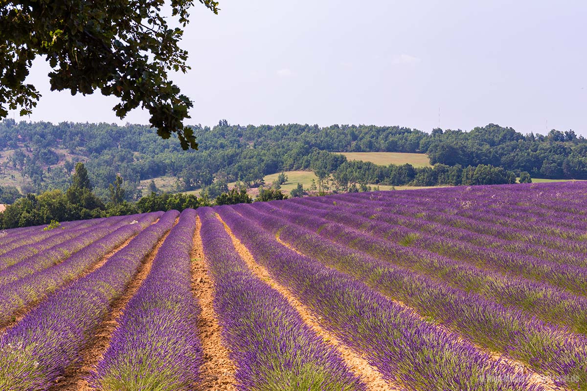 Lavendelfeld in der Provence