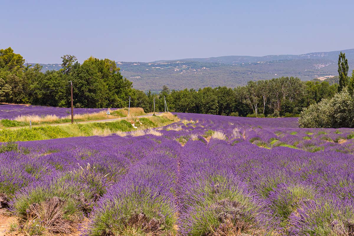 Lavendelfelder an der D2 zwischen Roussillon und Gordes Lavendelfelder an der D2 zwischen Roussillon und Gordes