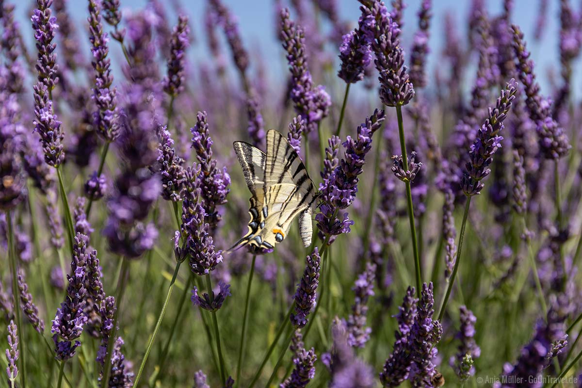 Lavendelblüte mit Schmetterling Lavendelblüte mit Schmetterling