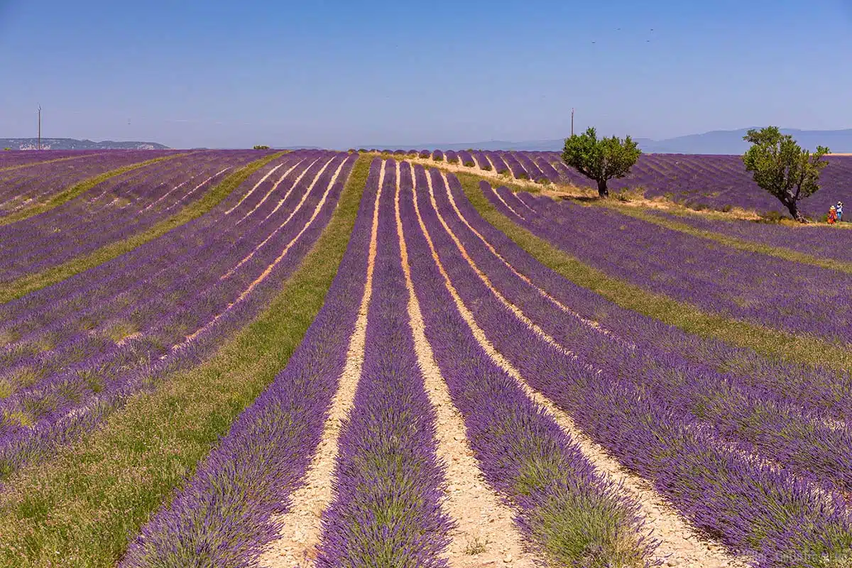 Lavendelfelder bei Valensole an der D6 Lavendelfelder bei Valensole an der D6