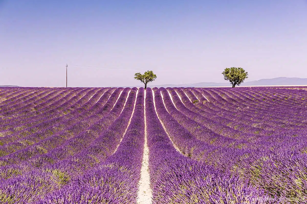 Eines der berühmtesten Lavendelfelder in der Provence