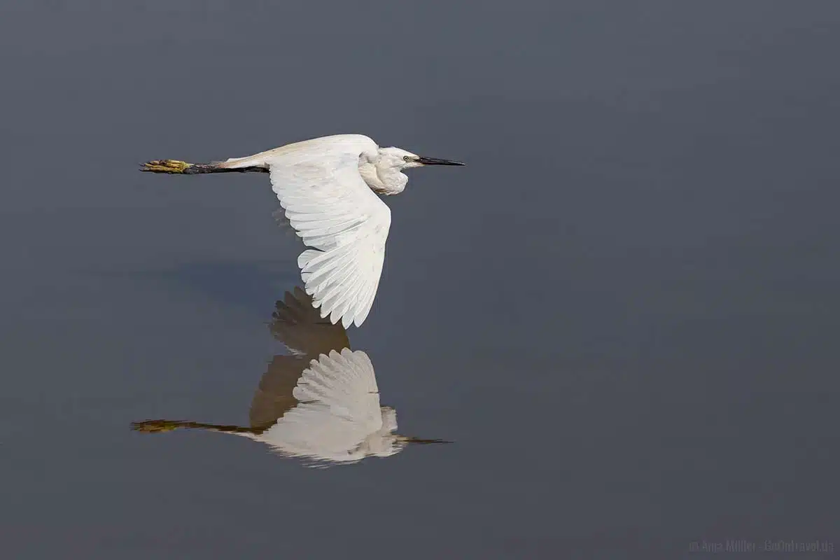 Ein Seiden-Reiher in Flug Ein Seiden-Reiher in Flug