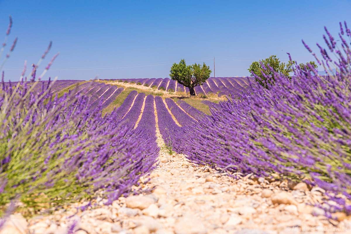 Lavendelfeld in der Provence