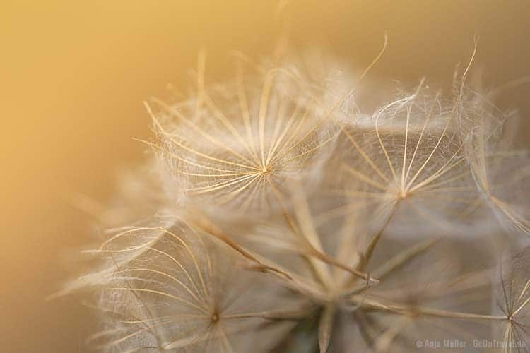 Pusteblume im Sonnenschein Pusteblume im Sonnenschein