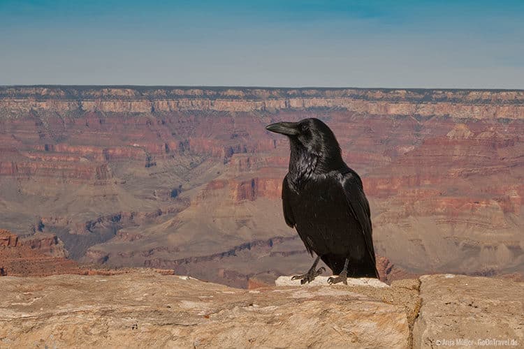 Ein große Rabe vor dem Grand Canyon Ein große Rabe vor dem Grand Canyon