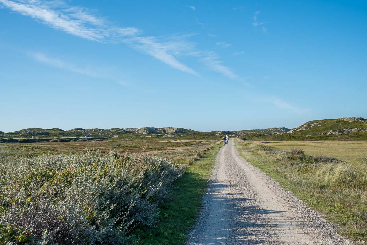 Traumhaft Radeln zwischen Heideflächen und Watt auf Sylt