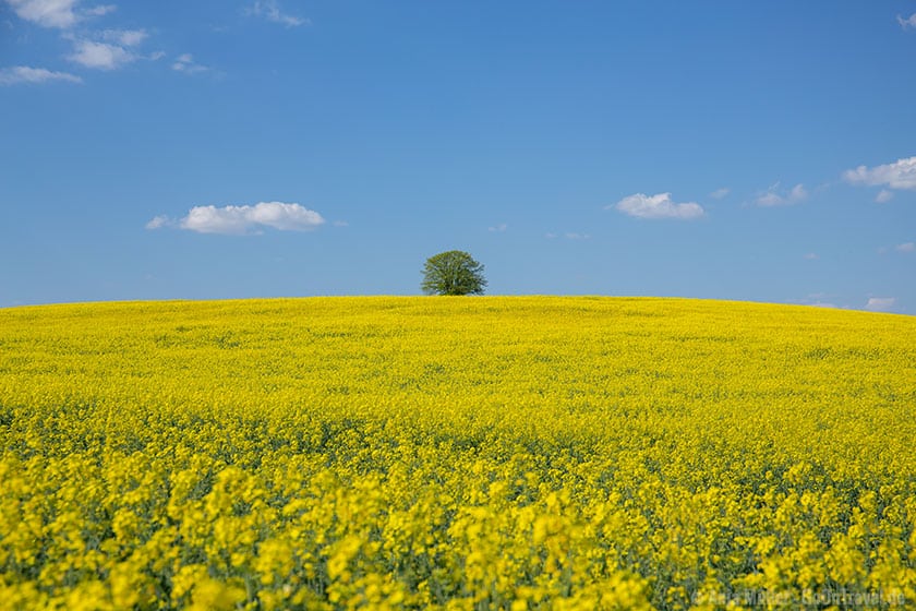 Rapsfeld in Brandenburg