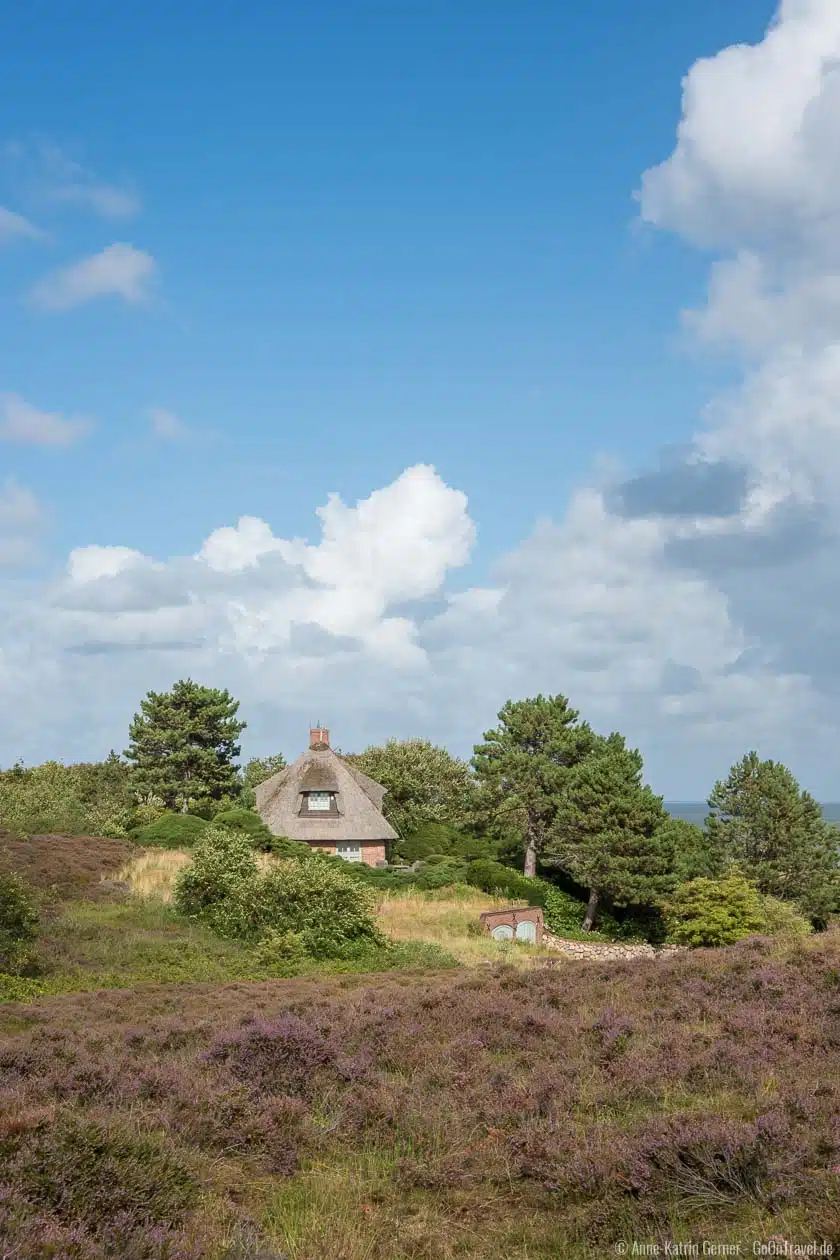 Reethaus in der Heide auf der Wattseite von Sylt Reethaus in der Heide auf der Wattseite von Sylt
