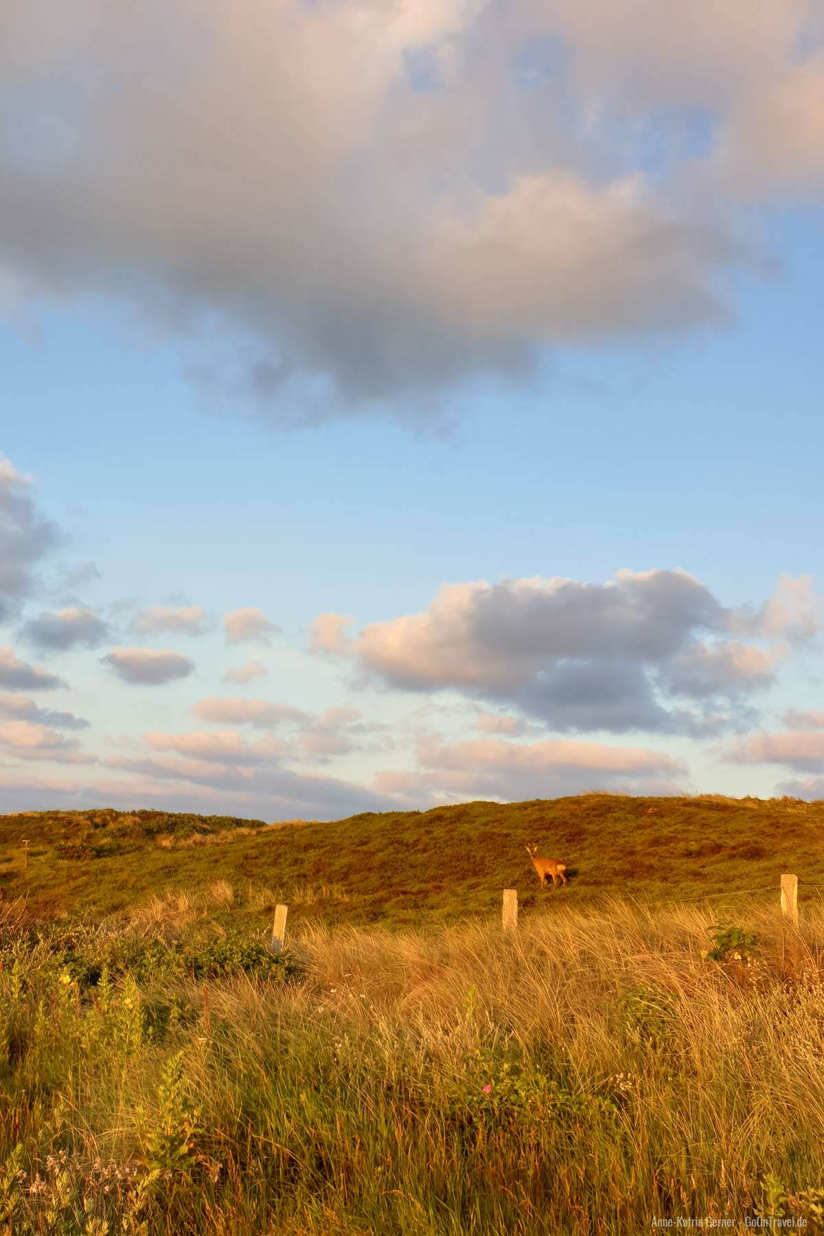 Rehbock in der Dünenlandschaft Rehbock in der Dünenlandschaft