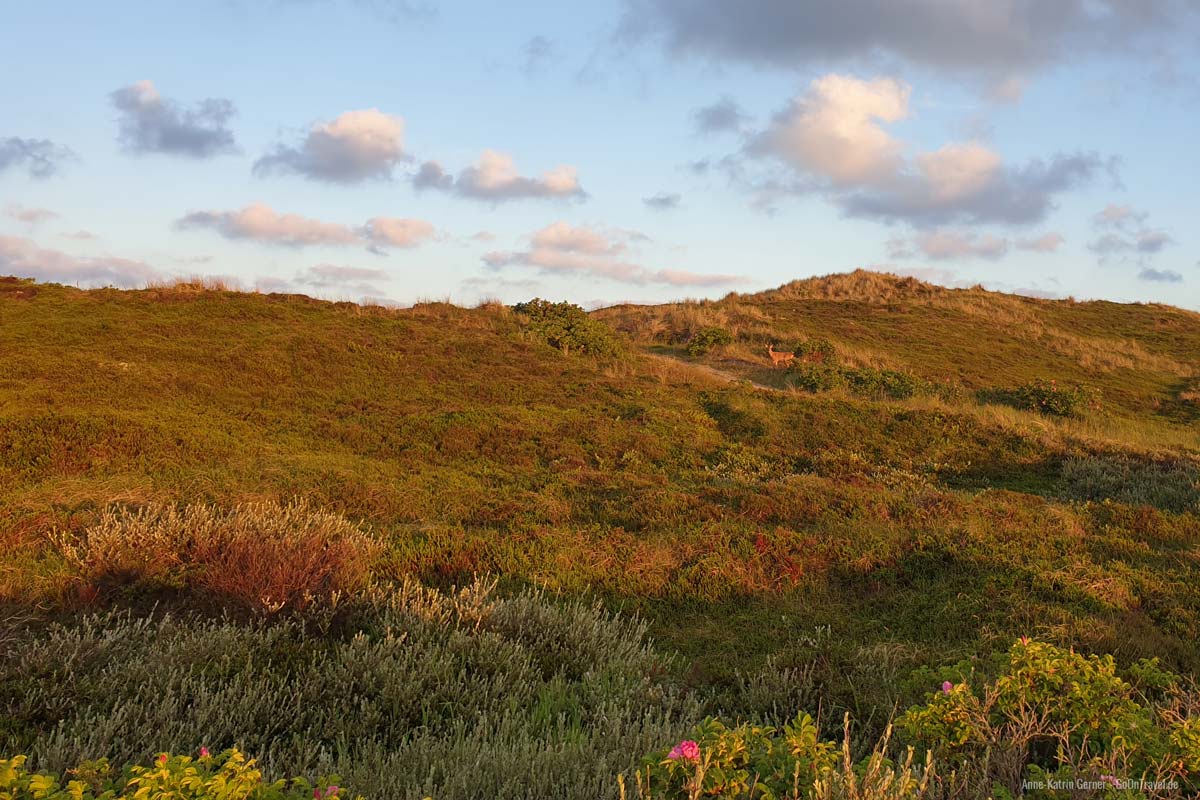 Rehbock zum Sonnenaufgang im Süden von Westerland Rehbock zum Sonnenaufgang im Süden von Westerland