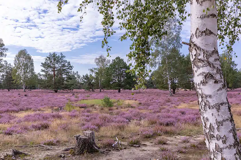 Reicherskreuzer Heide in Brandenburg Reicherskreuzer Heide in Brandenburg