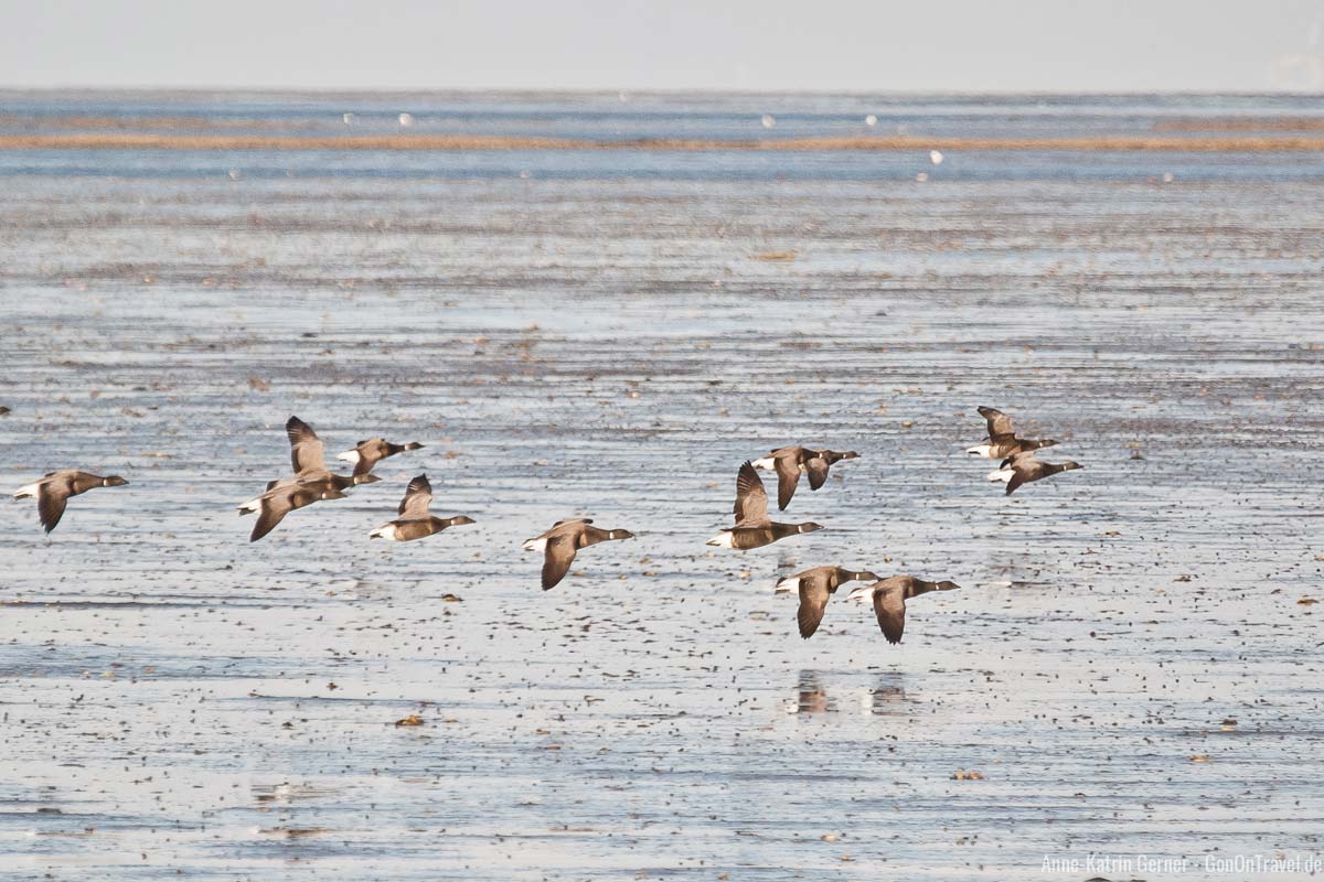 Ringelgänse fliegen über das Watt in Munkmarsch Ringelgänse fliegen über das Watt in Munkmarsch