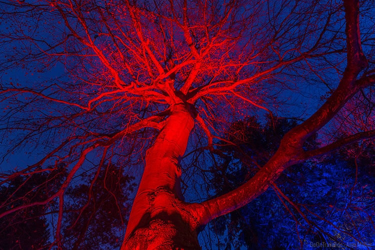 Ein rot angeleuchteter Baum wirkt vor unter dem dunkelblauen Himmel einfach magisch.