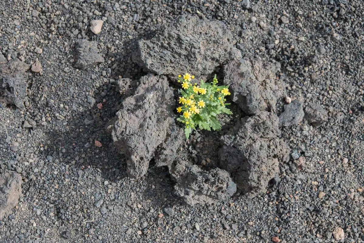 Kleine zarte Blümchen zwischen spitzen Lavasteinen Kleine zarte Blümchen zwischen spitzen Lavasteinen