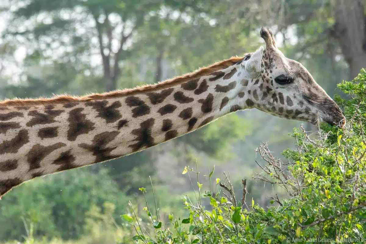 Maasai Giraffe bei der Nahrungsaufnahme