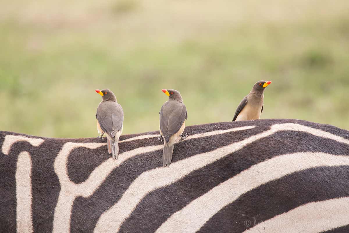 Detailaufnahmen mit einem Teleobjektiv