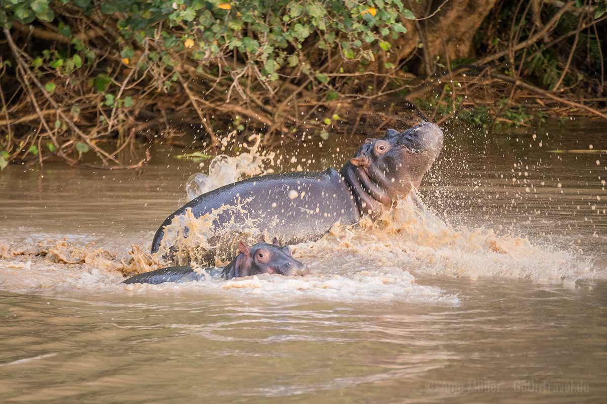 Kleine Flusspferde beim Plantschen