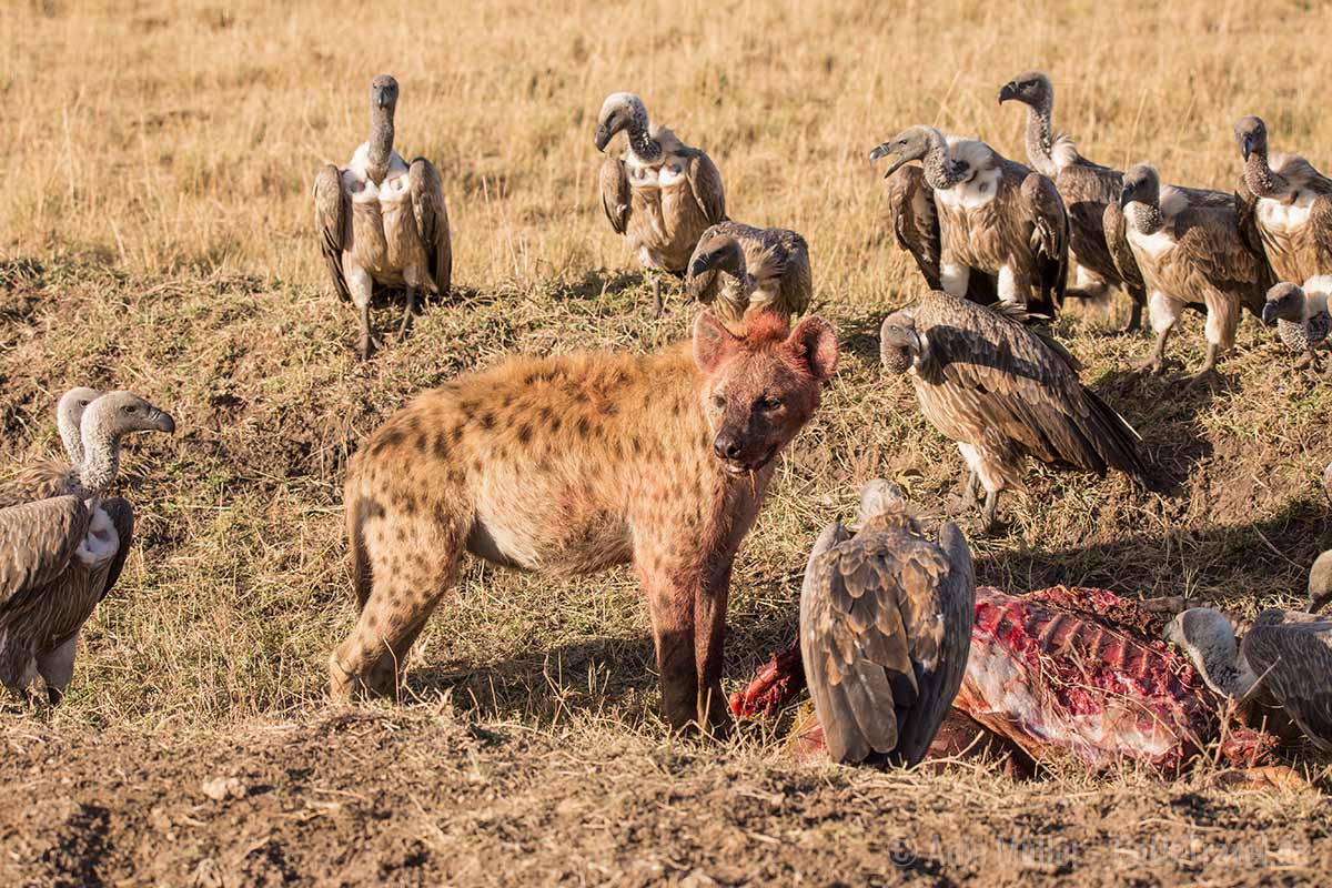 Hyäne und Geier beim Aasfrass