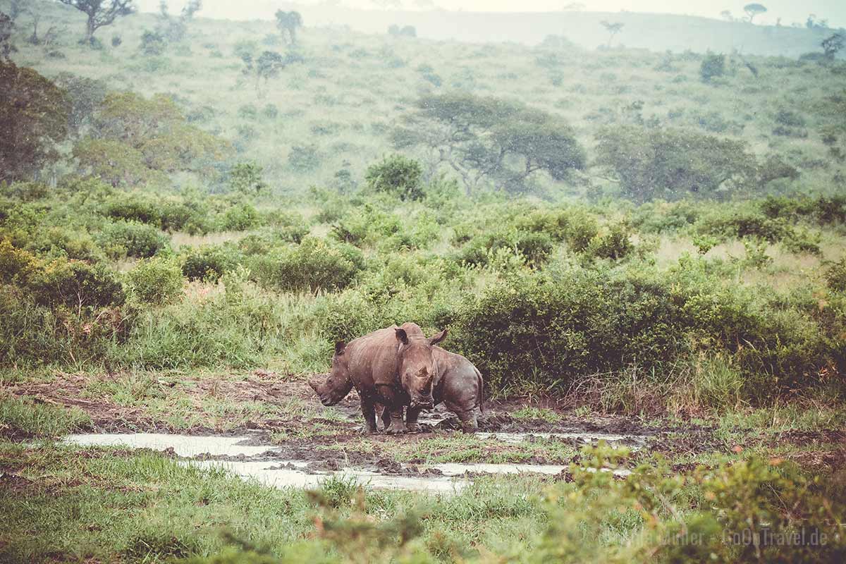 Nashörner im Regen