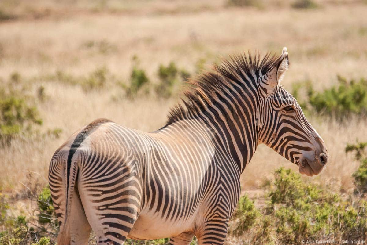 Die seltenen Grevyzebras leben in Samburu und Buffalo Springs