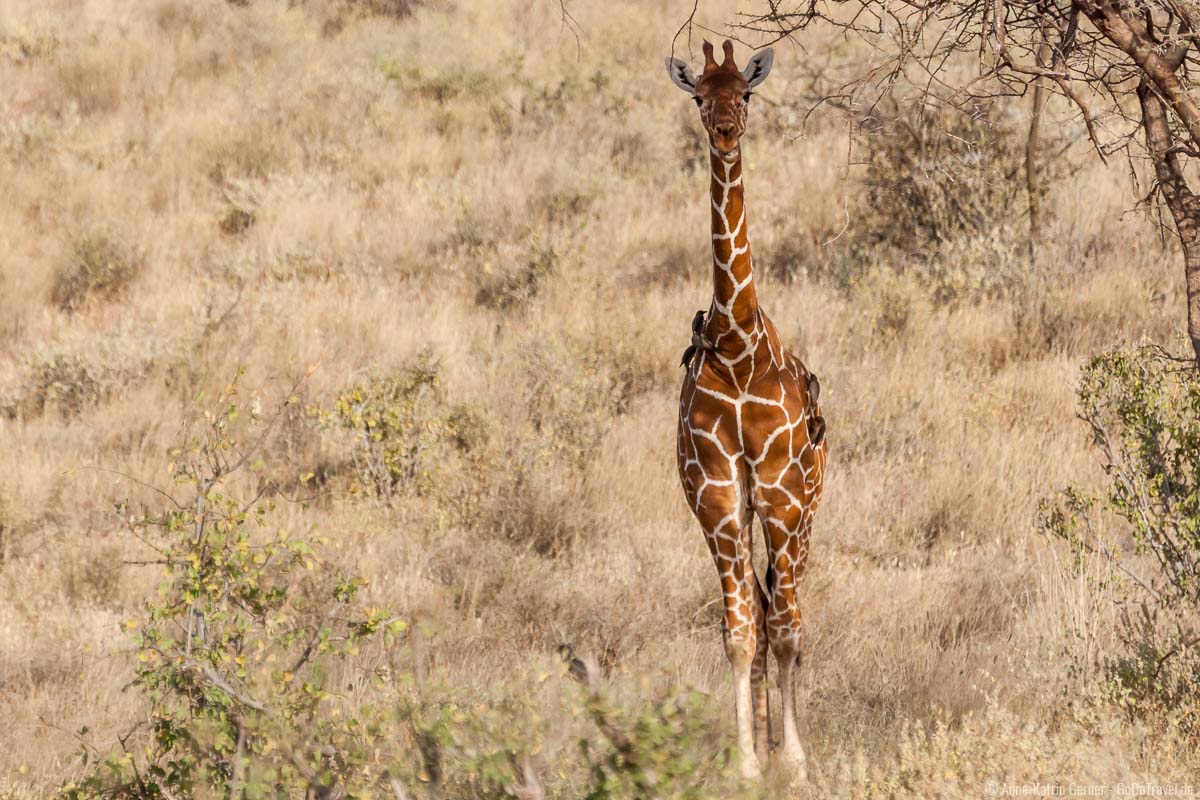 Netzgiraffen halten sich ebenfalls vermehrt in Samburu und Buffalo Springs auf