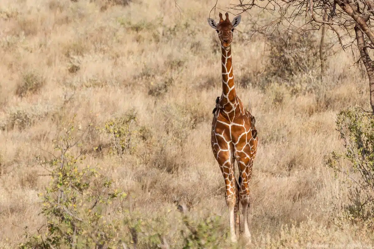 Netzgiraffen halten sich ebenfalls vermehrt in Samburu und Buffalo Springs auf Netzgiraffen halten sich ebenfalls vermehrt in Samburu und Buffalo Springs auf