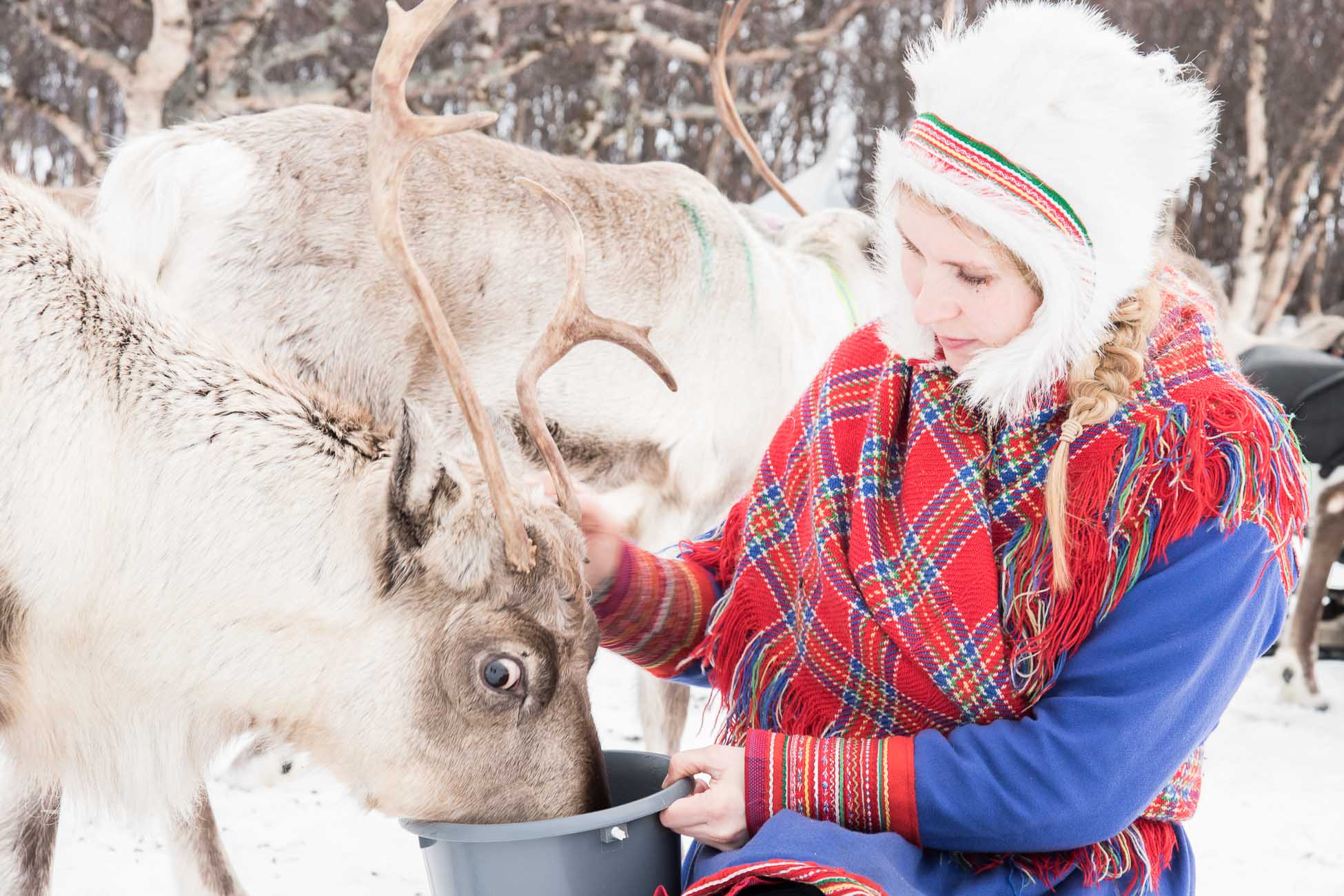 Sami Norwegen Rentiere Tromso