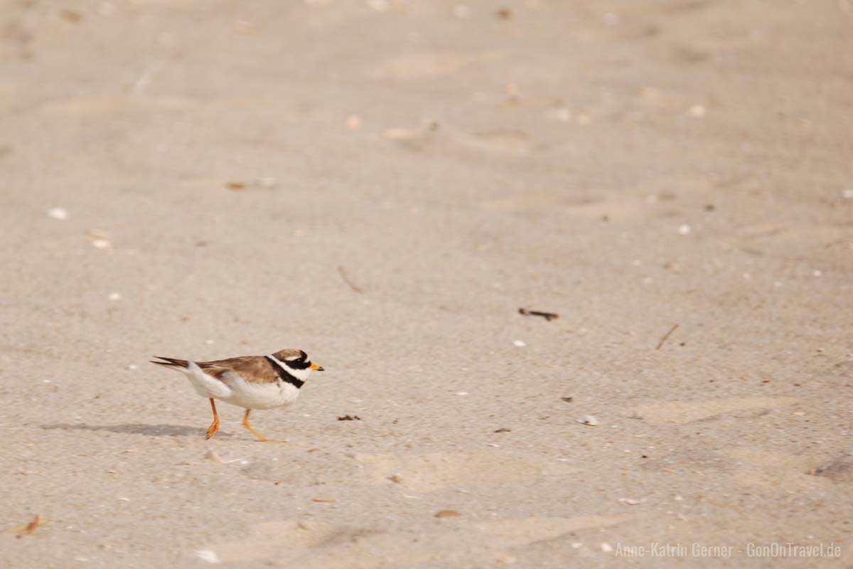 Der kleine Sandregenpfeifer ist leider nur noch selten am Watt zu finden Der kleine Sandregenpfeifer ist leider nur noch selten am Watt zu finden