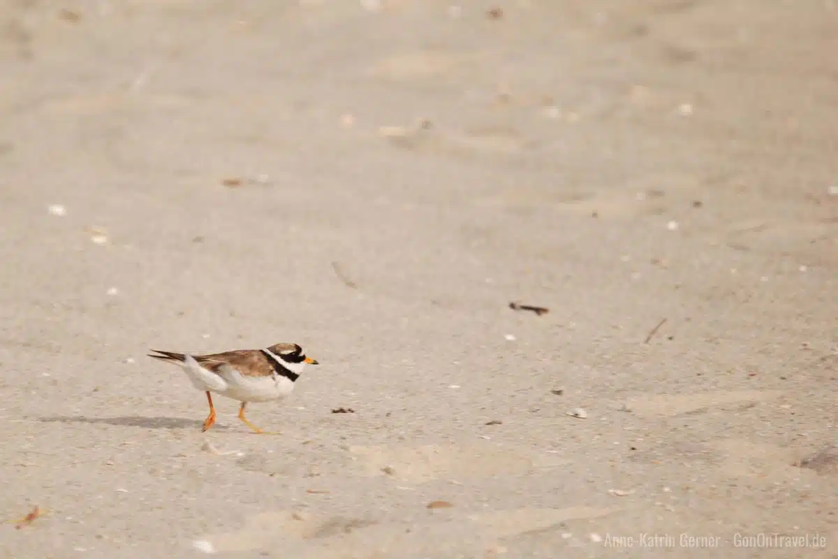 Der kleine Sandregenpfeifer ist leider nur noch selten am Watt zu finden Der kleine Sandregenpfeifer ist leider nur noch selten am Watt zu finden
