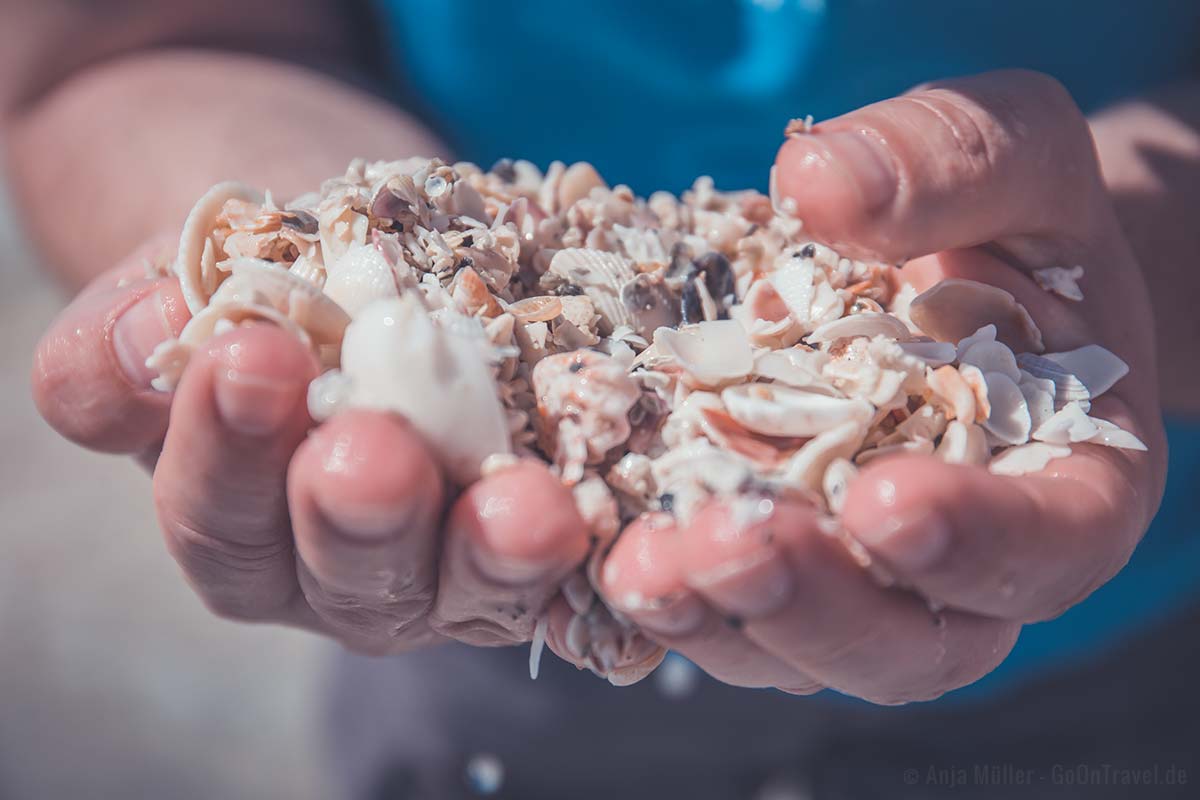 So viele Muscheln am Strand von Sanibel Island