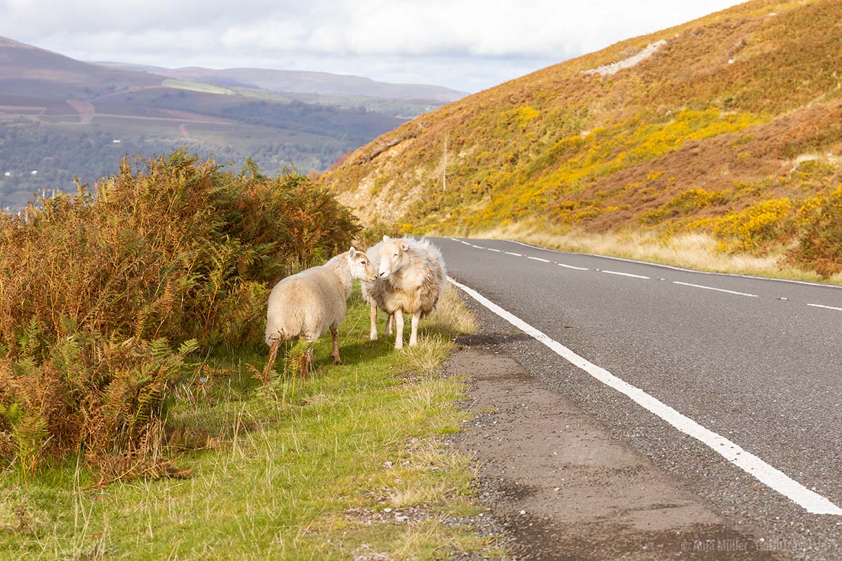 Schafe am Straßenrand im Brecon Beacons Nationalpark Schafe am Straßenrand im Brecon Beacons Nationalpark