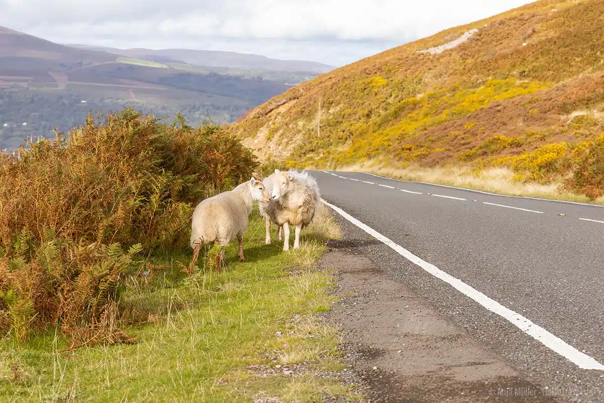 Schafe am Straßenrand im Brecon Beacons Nationalpark