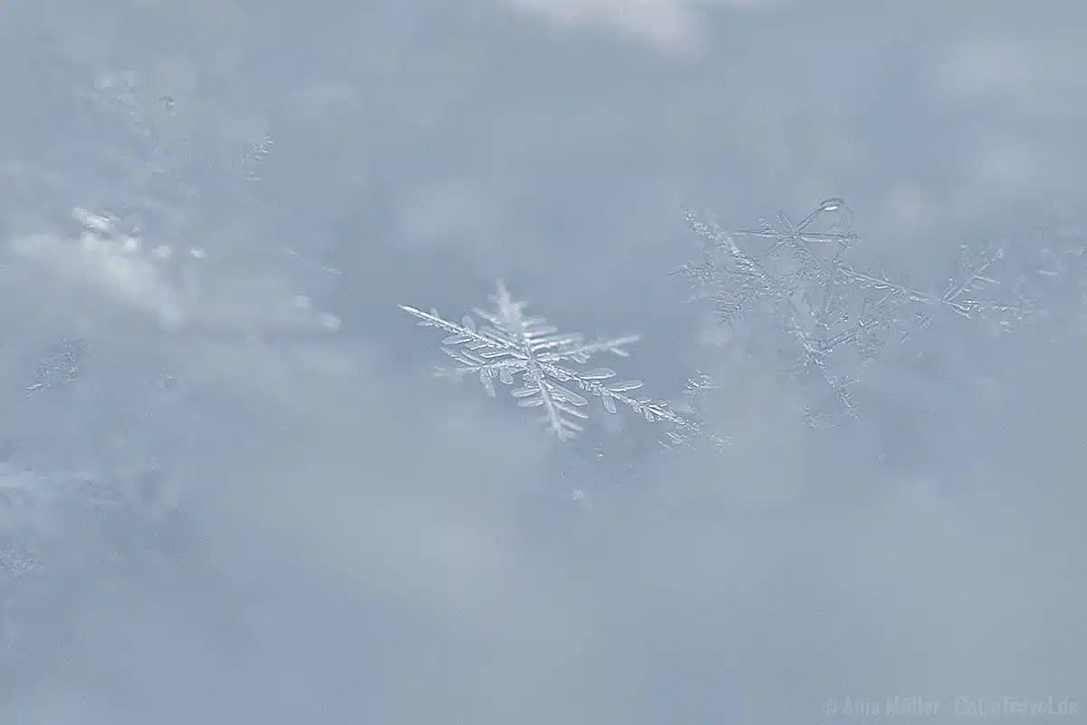 Eiskritall in der Nahansicht Eiskritall in der Nahansicht