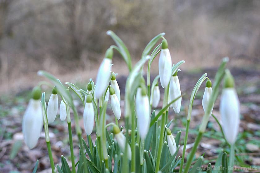 Schneeglöckchen blühen im März