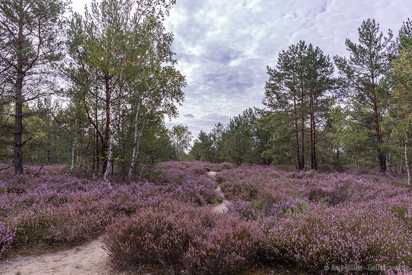 Saarmunder Heide in Brandenburg Saarmunder Heide in Brandenburg
