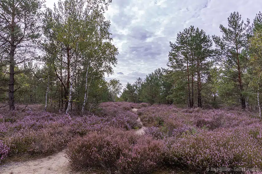 Saarmunder Heide in Brandenburg Saarmunder Heide in Brandenburg
