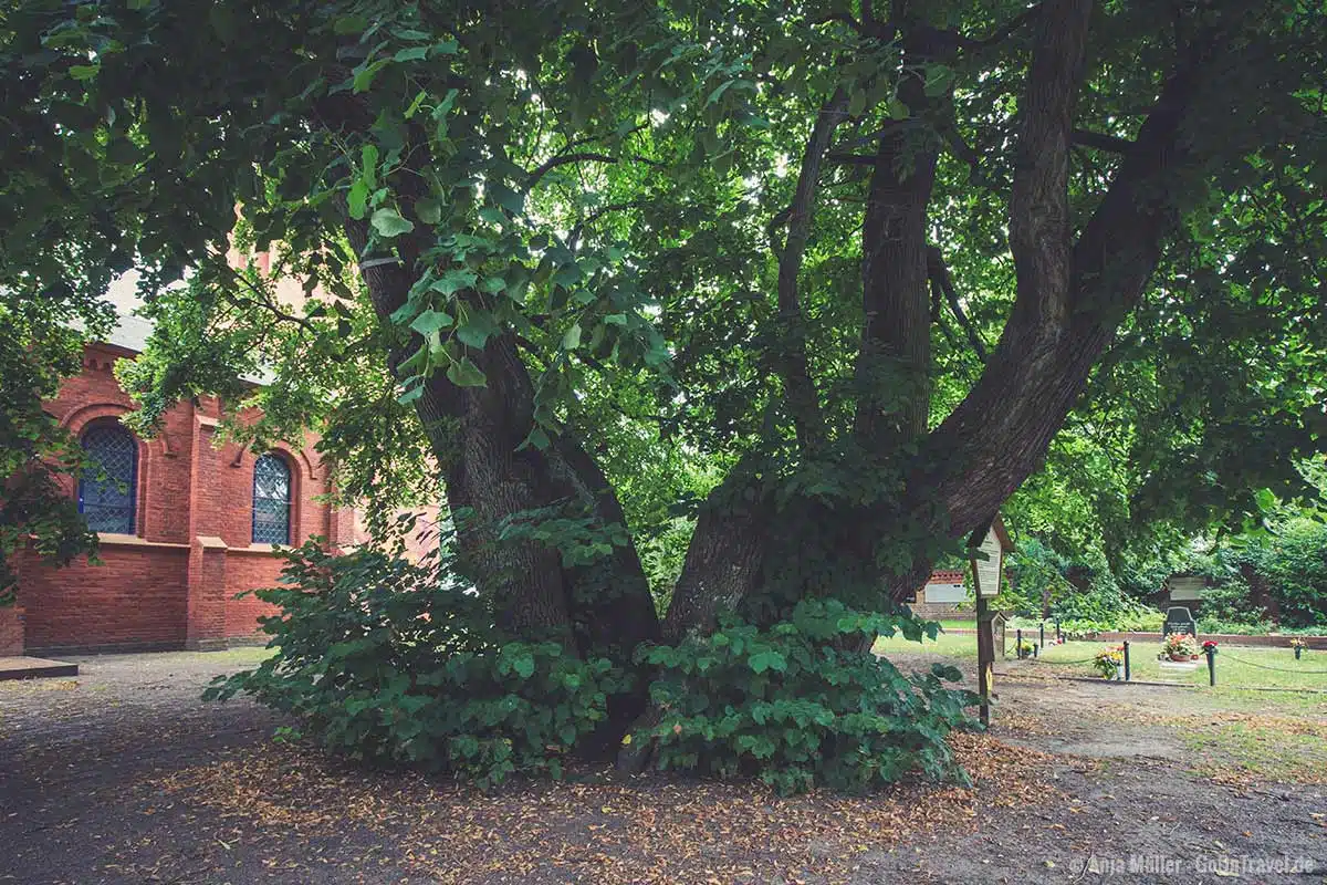Die Schwedenlinde befindet sich auf einem Friedhof. Die Schwedenlinde befindet sich auf einem Friedhof.
