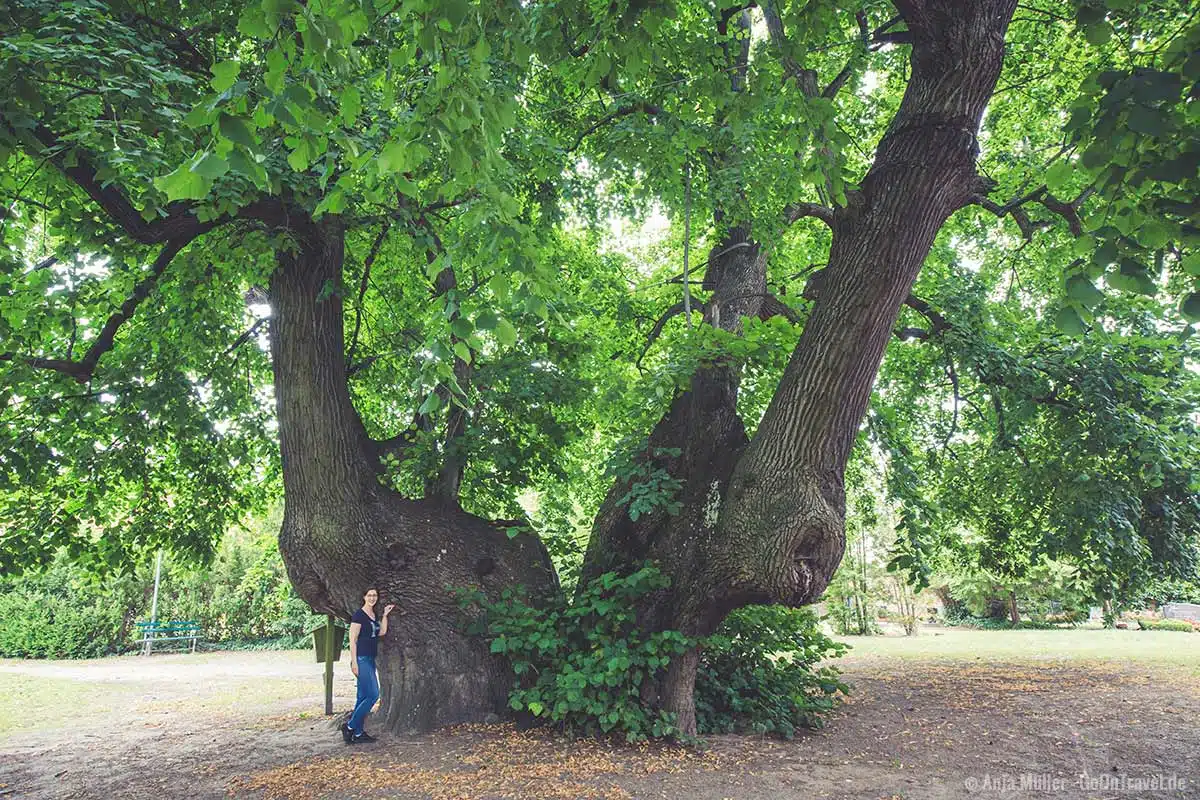 Der vermutlich dickste Baum in Brandenburg