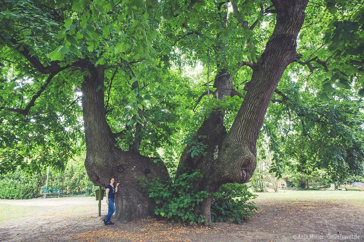 Der vermutlich dickste Baum in Brandenburg Der vermutlich dickste Baum in Brandenburg
