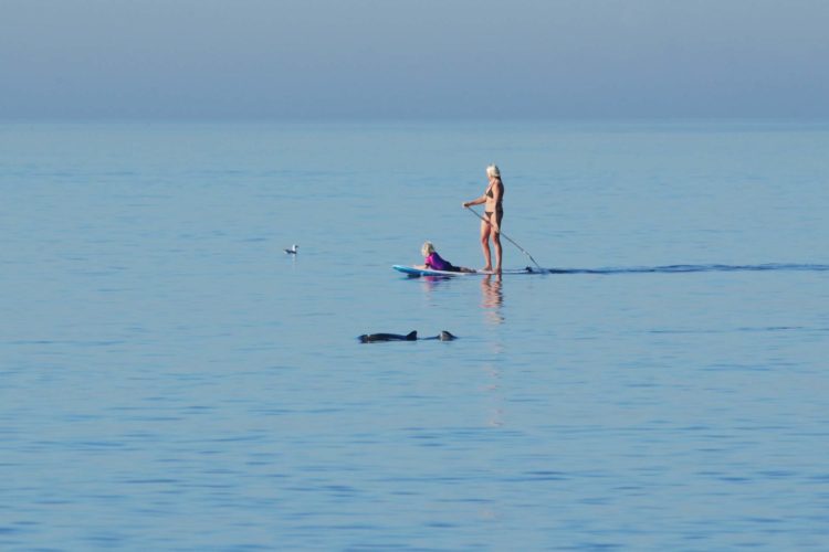 Schweinswale vor Sylt SUP Surfer