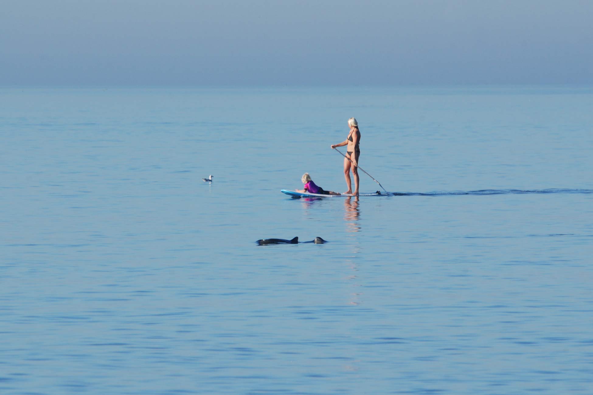 Schweinswale vor Sylt SUP Surfer